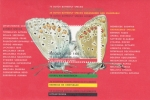 Stamps : Europe : Netherlands :  Mariposas