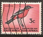 Stamps : Africa : South_Africa :  Shrike-El Alcaudón