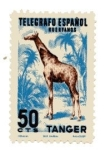 Stamps Spain -  Fauna africana