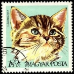 Stamps : Europe : Hungary :  Gato doméstico. 1968.