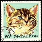 Sellos de Europa - Hungra -  Gato doméstico. 1968.