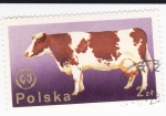 Sellos de Europa - Polonia -  vaca