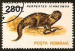 Stamps Romania -  HERPESTES ICHNEUMON