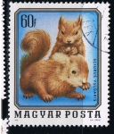 Stamps : Europe : Hungary :  Sciurus vulgaris
