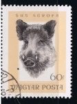Stamps : Europe : Hungary :  sus scrofa