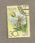 Stamps Russia -  Tigre blanco