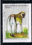 Stamps : Africa : Guinea :  Cercopithecus aethiops aethiops
