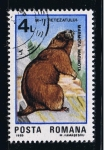 Stamps : Europe : Romania :  Marmota marmota
