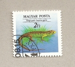 Stamps Hungary -  Lacerta agilis