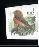 Stamps Belgium -  Beccroise des Sapins