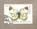 Sellos de Europa - Rusia -  Mariposa Zegris eupheme