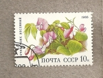 Stamps Russia -  Flor Orobius vernus