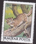 Sellos de Europa - Hungra -  gato silvestre