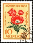 Stamps Asia - Mongolia -  Flores de Mongolia. Tulipa edulis.