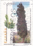 Stamps Spain -  Arboles monumentales-Ciprés de la anunciada-Villafranca del Bierzo(León)    (B)