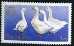 Sellos de Europa - Polonia -  Animales de corral