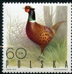Stamps Poland -  Caza, faisan