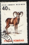 Stamps : Europe : Romania :  Michel 4908.  Mamíferos.