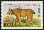 Stamps Europe - Belarus -  BIELORRUSIA -  Bosque de Belovezhskaya Pushcha / Bialowieza