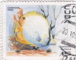 Sellos de America - Cuba -  peces ornamentales marinos