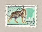Stamps Hungary -  Tigre
