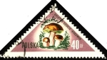 Stamps : Europe : Poland :  Hongos de Polonia, Boletus edulis-borowik.