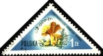 Stamps : Europe : Poland :  Hongos de Polonia, Cantharellus cibarius-kurka.