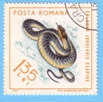 Stamps : Europe : Romania :  Coluber Jugularis Caspius