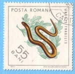 Stamps Romania -  Anguis Fragilis