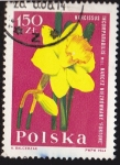 Stamps Poland -  POLONIA - FLORES NARCISO