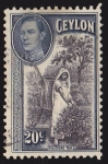 Stamps Sri Lanka -  CEYLAN - PLUCKING TEA 