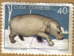 Stamps Cuba -  HIPOPOTAMO
