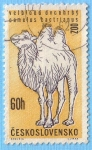 Stamps : Europe : Czechoslovakia :  Camelus Bactrianus