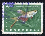 Sellos de America - Venezuela -  Corynopoma