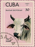 Stamps : America : Cuba :  Razas Bovinas. Cebú Brahman.