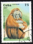 Sellos de America - Cuba -  Animales del zoológico - Orangután de Borneo