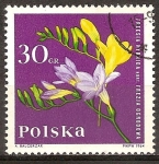 Sellos del Mundo : Europa : Polonia : Jardin de flores.(Freesia).