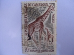 Sellos del Mundo : Africa : Camern : Girafes - Camp de Waza.-Rep.Federale Du Camerun.