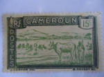 Sellos del Mundo : Africa : Camern : Cruce de un rebaño.-Cameroun.
