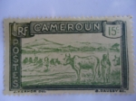 Stamps : Africa : Cameroon :  Cruce de un rebaño.-Cameroun.
