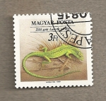 Stamps Hungary -  Lacerta viridis