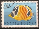 Stamps Poland -  Pez mariposa.