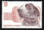 Stamps Spain -  Perros de raza española - Perdiguero de Burgos