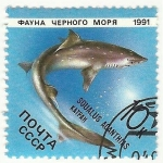 Stamps : Europe : Russia :  SQUALUS ACANTHIAS KATPAH