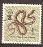 Stamps Poland -  Smooth snake (Culebra lisa).