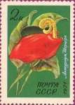Stamps : Europe : Russia :  Flores tropicales y subtropicales. Anthurium Scherzer.