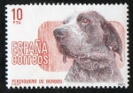 Stamps Spain -  2711- Perros de raza española. Perdiguero de Burgos.