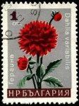 Stamps : Europe : Bulgaria :  Dahlia variabilis.