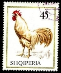 Sellos de Europa - Albania -  Aves domésticas. Gallo.
