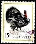 Stamps : Europe : Albania :  Aves domésticas. Pavo.